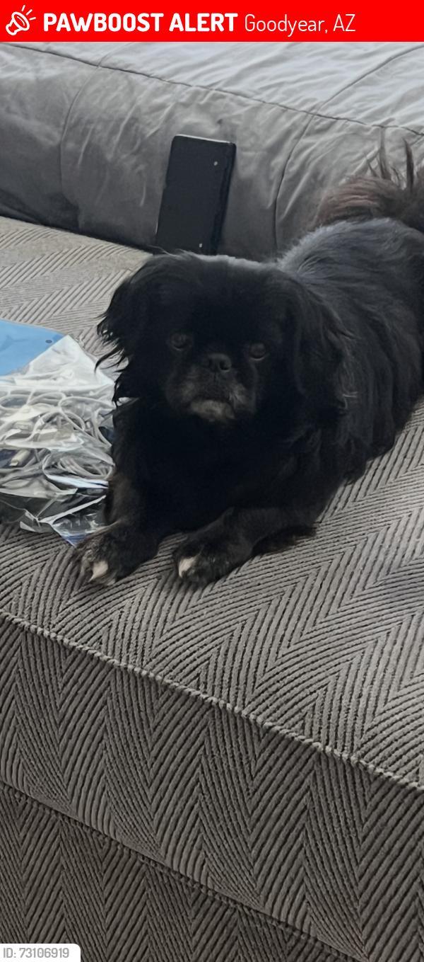 Lost Male Dog last seen Bullard, Goodyear, AZ 85338