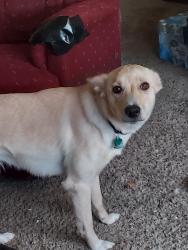 Reunited Female Dog last seen Velp, Green Bay, WI 54303