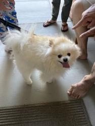 Found/Stray Unknown Dog last seen Autumn Glen, French Valley, CA 92596