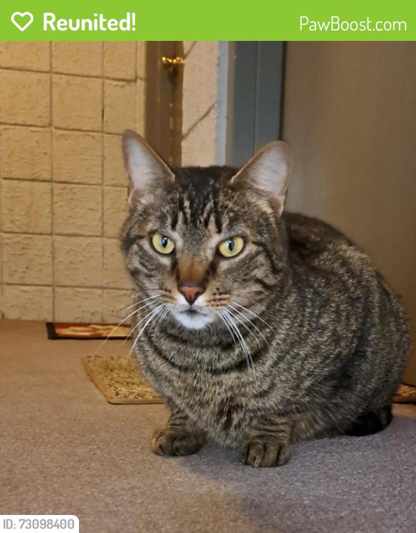 Reunited Male Cat last seen Anchor Dr./Hopper Hill/ Bèechmont, Cincinnati, OH 45255