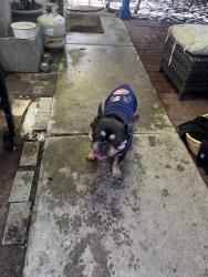 Found/Stray Unknown Dog last seen Near 39st, San Diego, CA 92105
