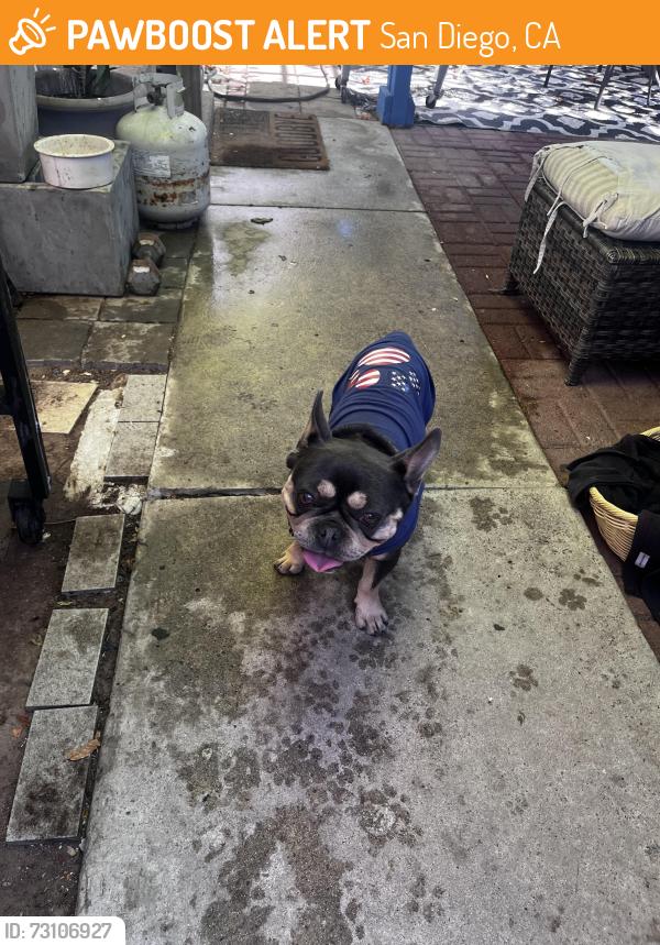 Found/Stray Unknown Dog last seen Near 39st, San Diego, CA 92105