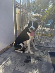 Found/Stray Male Dog last seen Beverly drive Vista, Vista, CA 92084