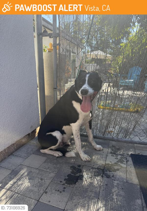 Found/Stray Male Dog last seen Beverly drive Vista, Vista, CA 92084