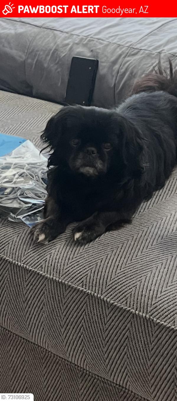 Lost Male Dog last seen Estrella and buckeye, Goodyear, AZ 85338
