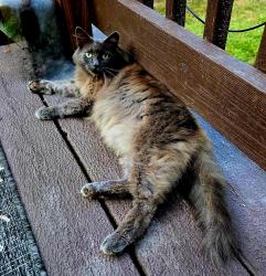 Lost Female Cat last seen Near 7th st, spencer nc, Spencer, NC 28159