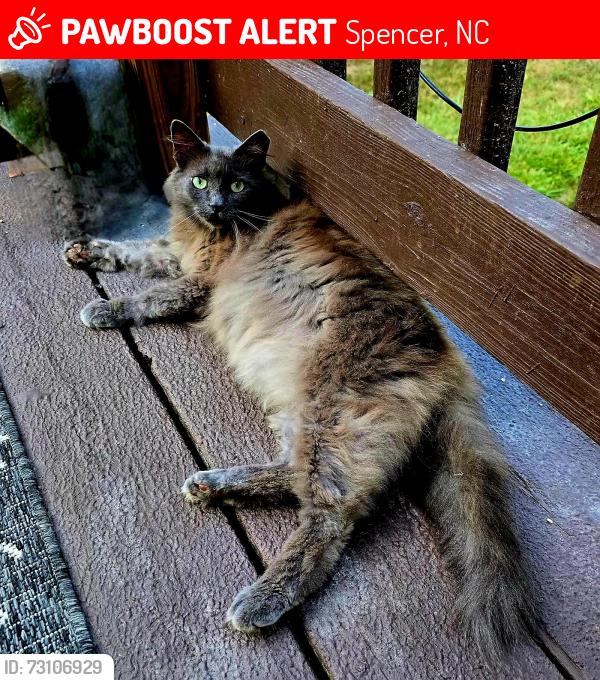 Lost Female Cat last seen Near 7th st, spencer nc, Spencer, NC 28159