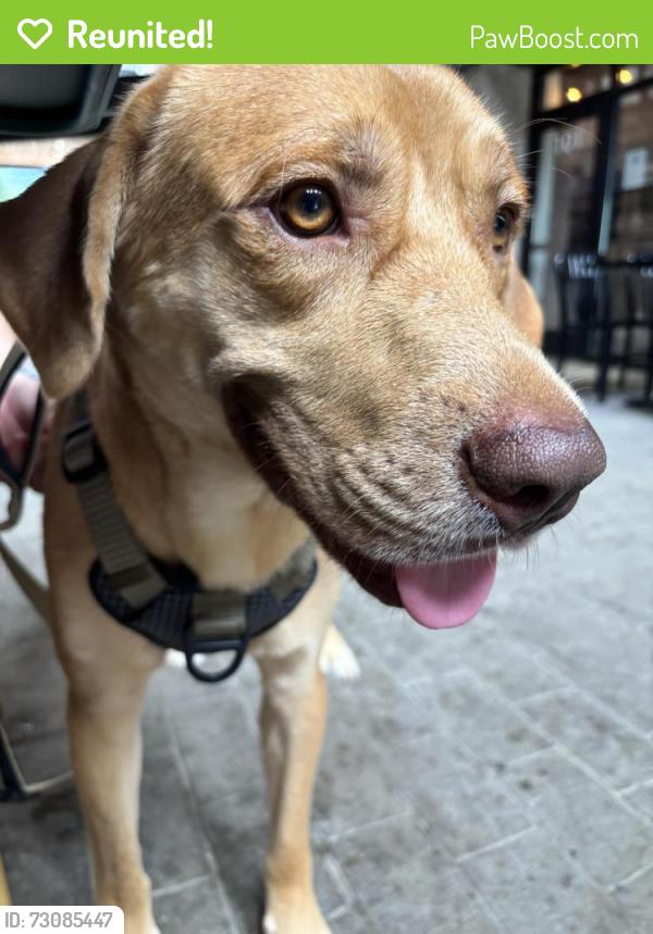 Reunited Male Dog last seen Last seen behind My Eye Dr, Birmingham, AL 35216