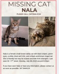 Lost Female Cat last seen around the hse area, Queens, NY 11421