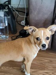 Lost Female Dog last seen Western Hughes, Fresno, CA 93705