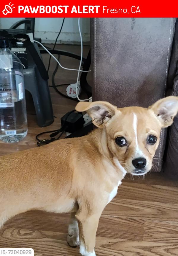 Lost Female Dog last seen Western Hughes, Fresno, CA 93705