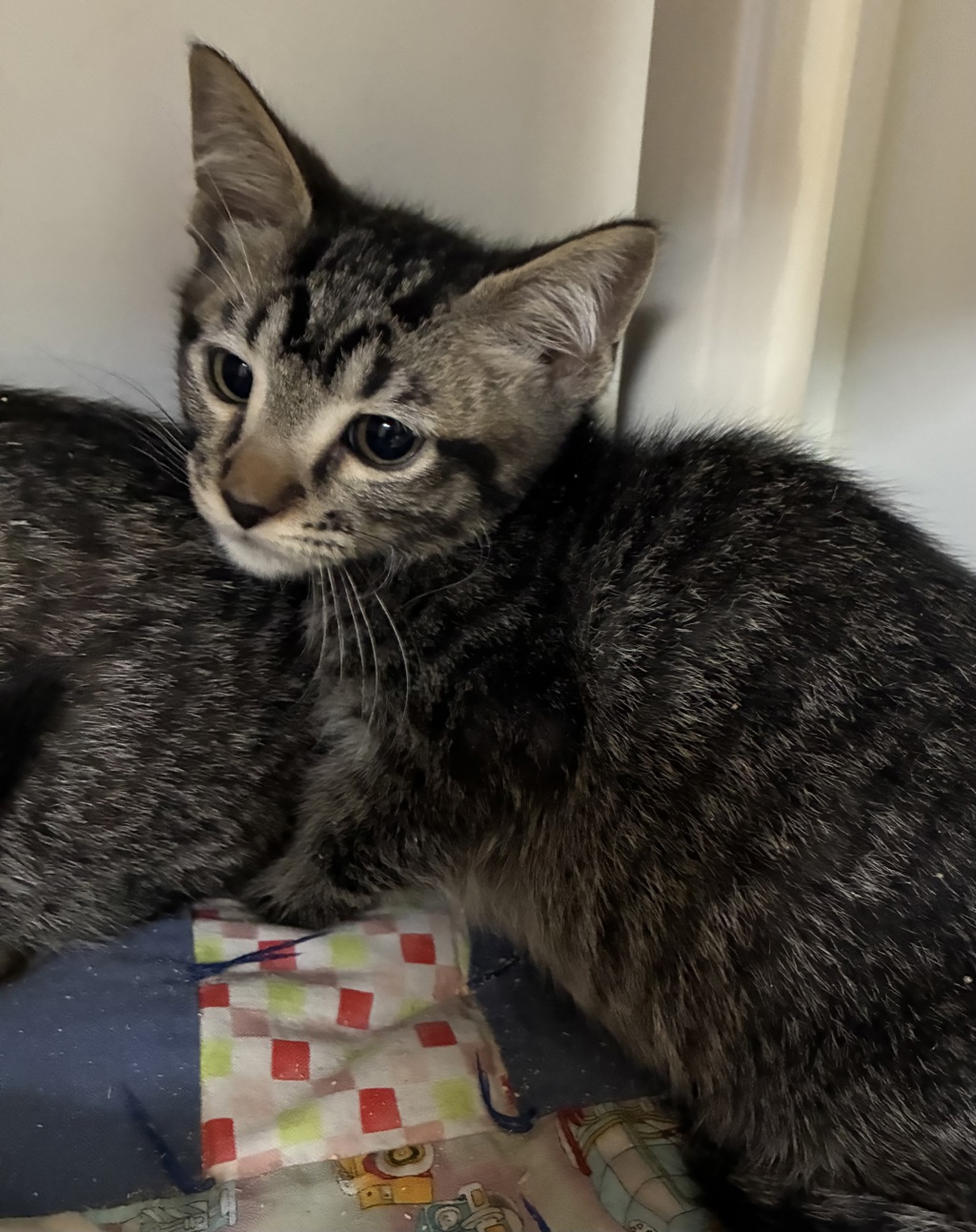 Shelter Stray Male Cat last seen Near W Ruth Drive, Kearns Township, UT, 84118, 511 W 3900 S, Salt Lake City, UT 84123, USA