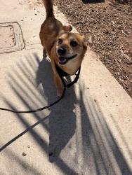Shelter Stray Male Dog last seen El Cajon Boulevard, San Diego, CA, 92115, 5500 Gaines St, San Diego, CA 92110, USA