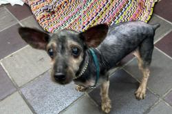 Shelter Stray Male Dog last seen 151st + Riverside/ Park Area, NEW YORK, NY, 10031, 326 E 110th St, New York, NY 10029, USA
