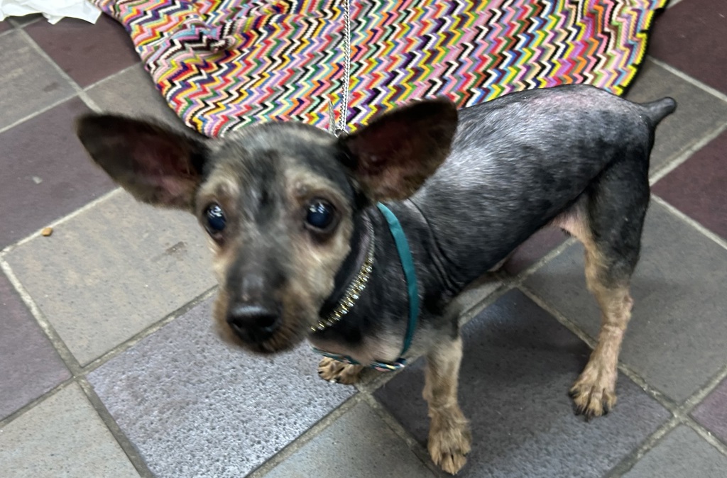 Shelter Stray Male Dog last seen 151st + Riverside/ Park Area, NEW YORK, NY, 10031, 326 E 110th St, New York, NY 10029, USA