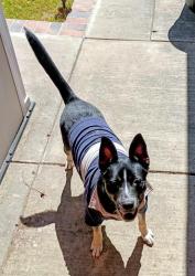 Found/Stray Female Dog last seen Preweet Ranch Dr & Forty Niner Way, Antioch, CA 94531