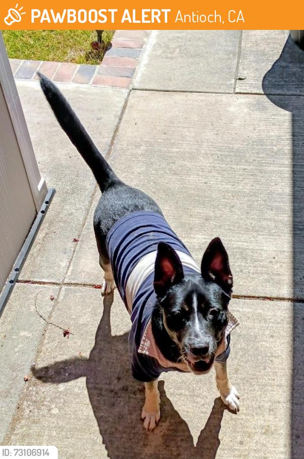 Found/Stray Female Dog last seen Preweet Ranch Dr & Forty Niner Way, Antioch, CA 94531