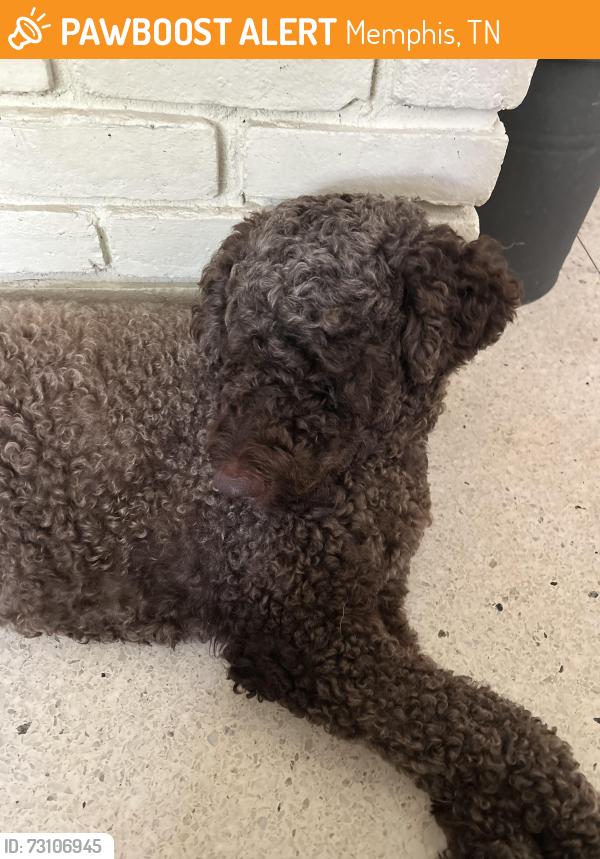 Found/Stray Unknown Dog last seen Hickory Hill Road and E Shelby Drive, Memphis, TN 38115