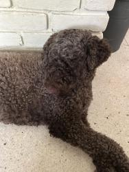 Found/Stray Unknown Dog last seen Hickory Hill Road and E Shelby Drive, Memphis, TN 38115