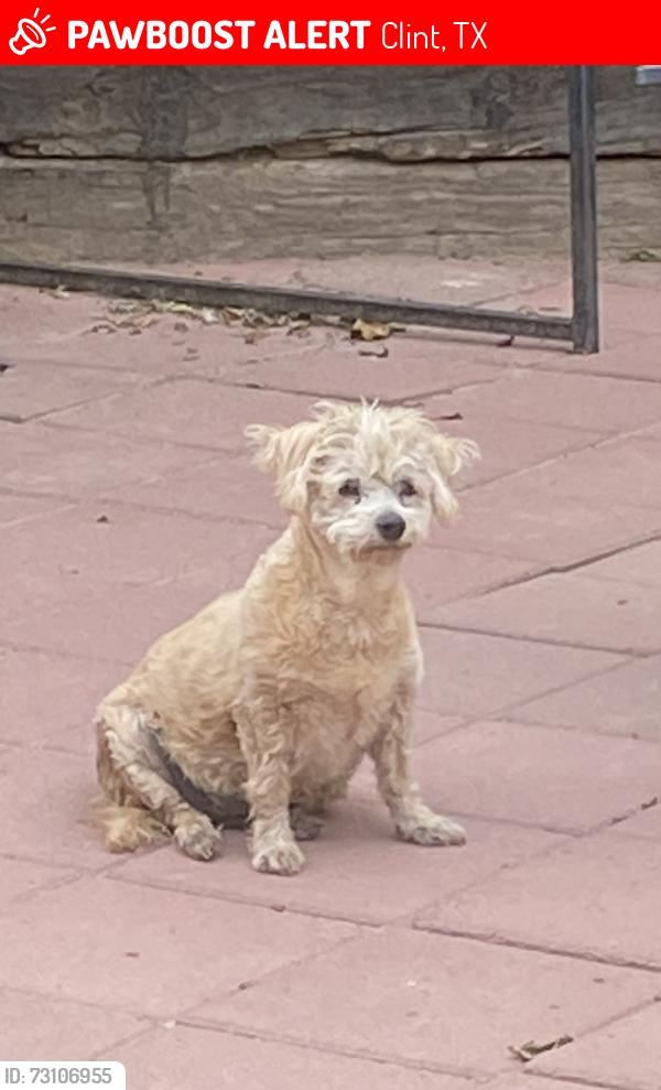 Lost Female Dog last seen Surratt Elementary, Clint, TX 79836