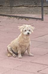 Lost Female Dog last seen Surratt Elementary, Clint, TX 79836