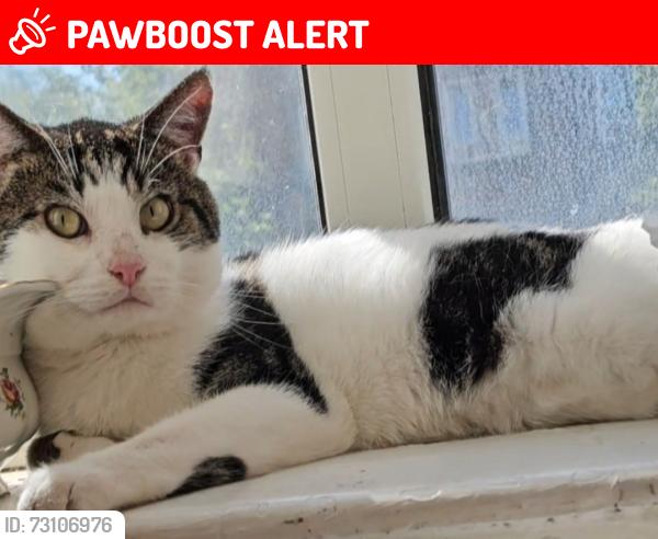 Lost Male Cat last seen Boleyn Road, London, Greater London, England 