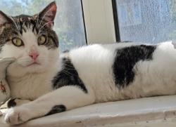 Lost Male Cat last seen Boleyn Road, London, Greater London, England 