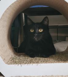 Reunited Female Cat last seen Niskayuna gardens, Niskayuna, NY 12309
