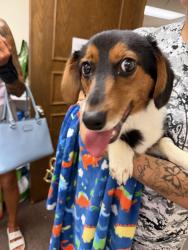 Found/Stray Male Dog last seen Yukon apmt Complex, Yukon, OK 73099