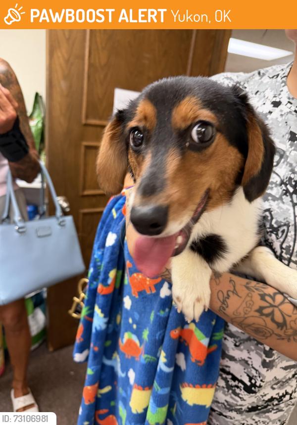 Found/Stray Male Dog last seen Yukon apmt Complex, Yukon, OK 73099