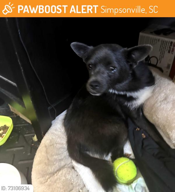 Found/Stray Male Dog last seen Near Brookwood Pointe YMCA, Simpsonville, SC 29681