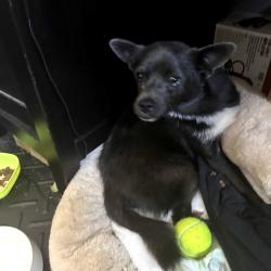 Found/Stray Male Dog last seen Near Brookwood Pointe YMCA, Simpsonville, SC 29681