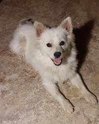 Found/Stray Female Dog last seen Highway 478 & O’Hara Road, Anthony, NM 88021
