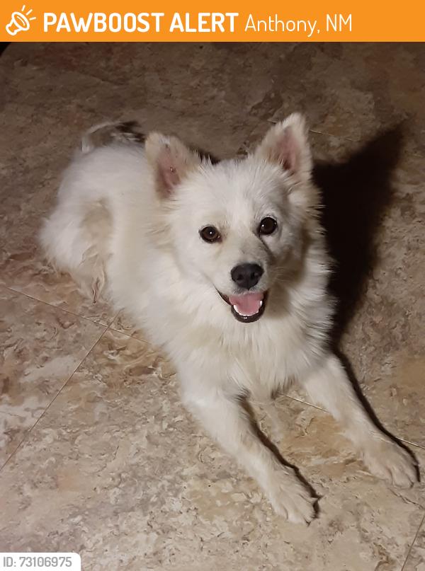 Found/Stray Female Dog last seen Highway 478 & O’Hara Road, Anthony, NM 88021