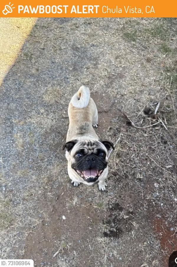Found/Stray Male Dog last seen montgomery street and orange ave, Chula Vista, CA 91911