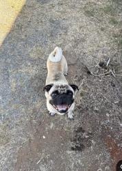Found/Stray Male Dog last seen montgomery street and orange ave, Chula Vista, CA 91911