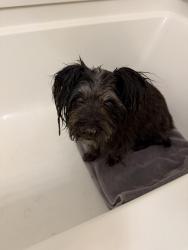 Found/Stray Female Dog last seen West Broken Top and Starr Hills Ave, Enterprise, NV 89141