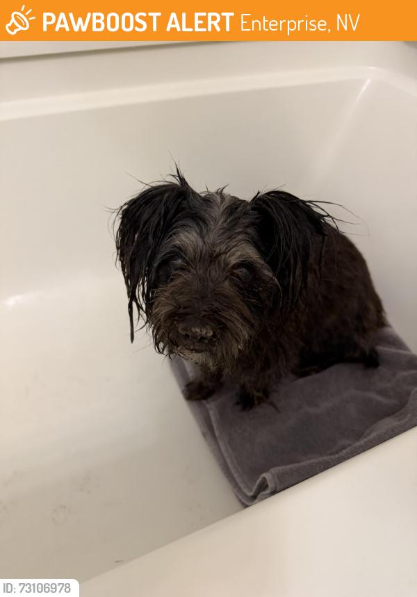 Found/Stray Female Dog last seen West Broken Top and Starr Hills Ave, Enterprise, NV 89141
