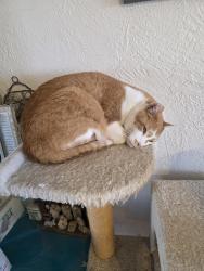Lost Male Cat last seen Cypress Gardens, Sparkling cir, Valencia County, NM 87031