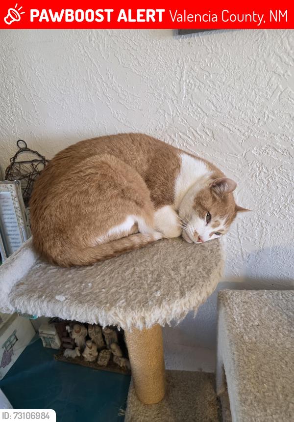 Lost Male Cat last seen Cypress Gardens, Sparkling cir, Valencia County, NM 87031