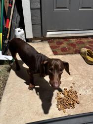 Reunited Male Dog last seen Hidden Oasis St, San Antonio, TX 78253