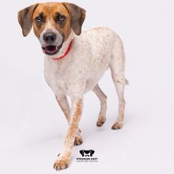 Shelter Stray Female Dog last seen , 3607 N Armenia Ave, Tampa, FL 33607, USA