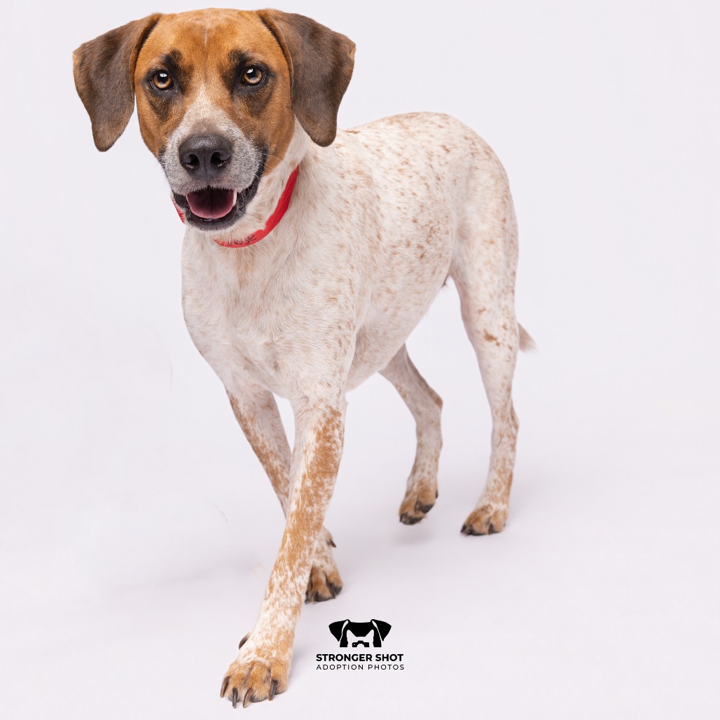 Shelter Stray Female Dog last seen , 3607 N Armenia Ave, Tampa, FL 33607, USA