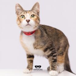 Shelter Stray Female Cat last seen , 3607 N Armenia Ave, Tampa, FL 33607, USA