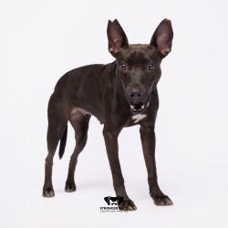 Shelter Stray Female Dog last seen , 3607 N Armenia Ave, Tampa, FL 33607, USA