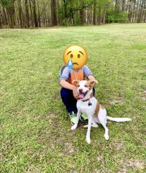 Reunited Female Dog last seen Utah street & Ingleside Rd, Norfolk, VA 23502