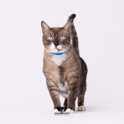 Shelter Stray Male Cat last seen , 3607 N Armenia Ave, Tampa, FL 33607, USA