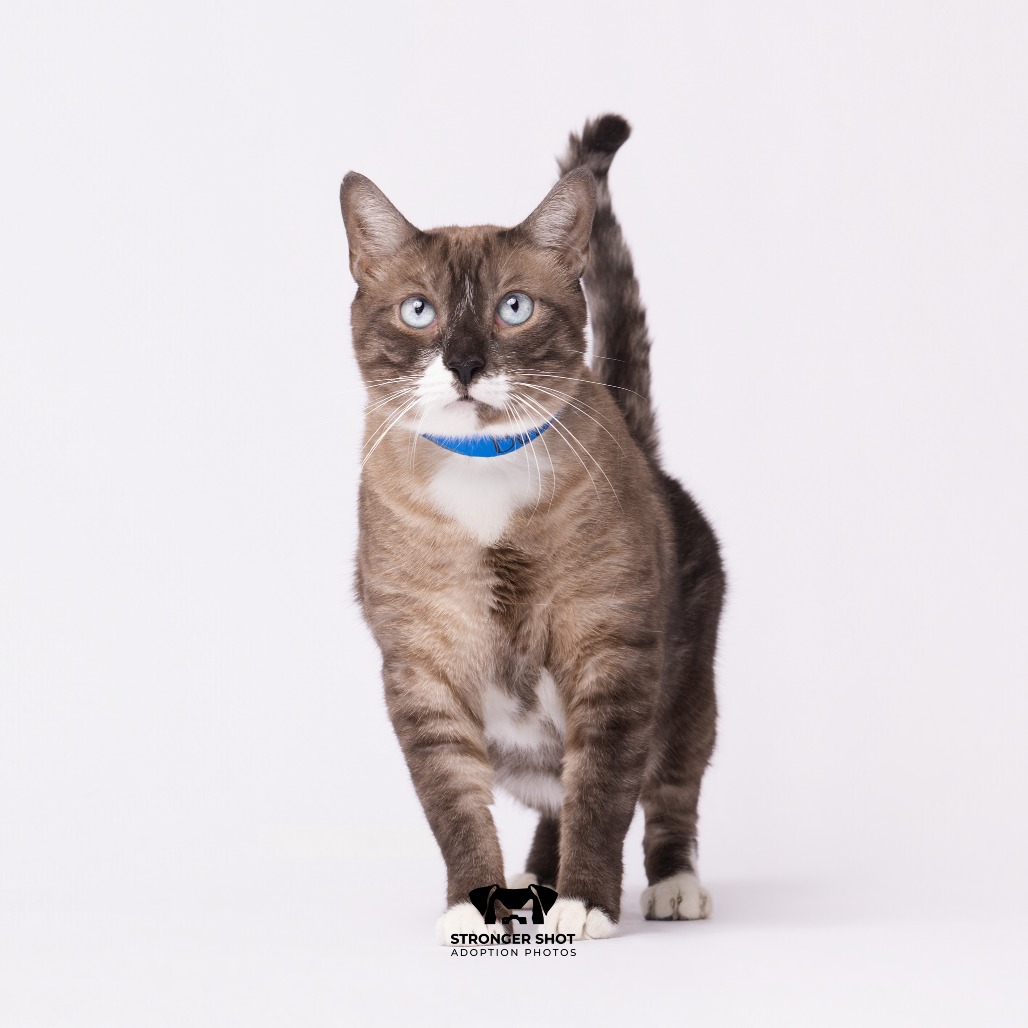 Shelter Stray Male Cat last seen , 3607 N Armenia Ave, Tampa, FL 33607, USA