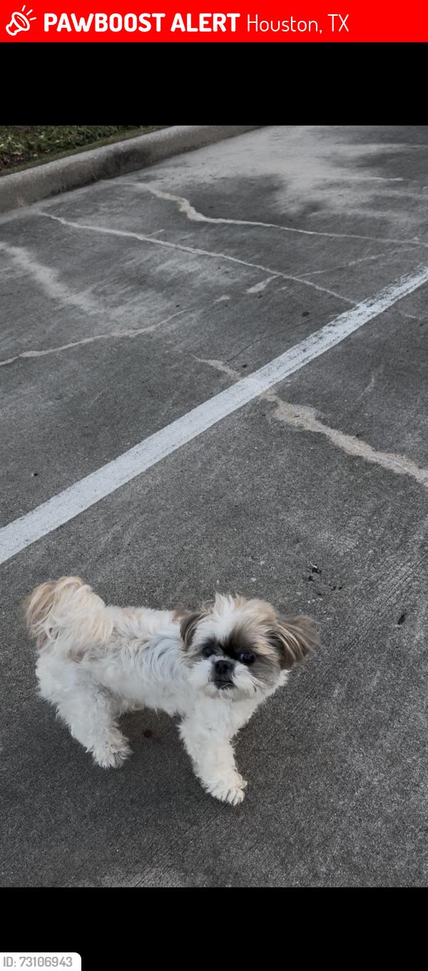Lost Female Dog last seen Almeda Oak Houston Texas 77075, Houston, TX 77075