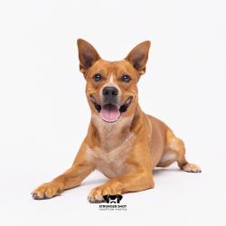 Shelter Stray Male Dog last seen , 3607 N Armenia Ave, Tampa, FL 33607, USA